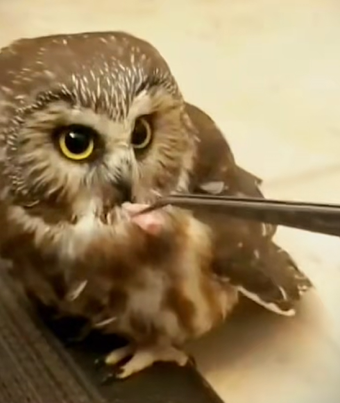 C0710005 On way, girl encountered small owl something no one expect_part2