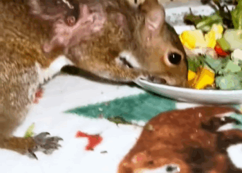 C0710006 Poor squirrel #rescue #animals_part2