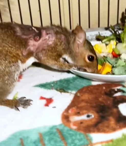 C0710006 Poor squirrel #rescue #animals_part2
