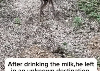 C0710007 Rescue adopt baby deer_part2