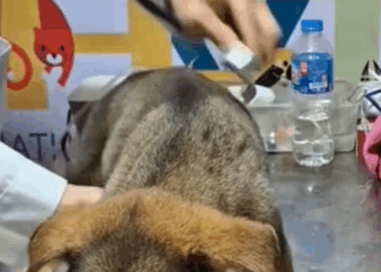 C0710008 Rescue adopt puppy _part2