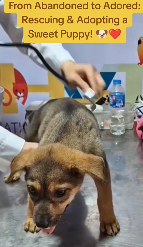C0710008 Rescue adopt puppy _part2
