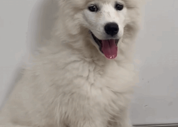 C0710009 Rescue dog jumped off car then_part2