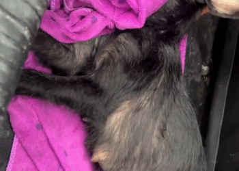 C0110007 Rescue family of dogs #puppy _part2