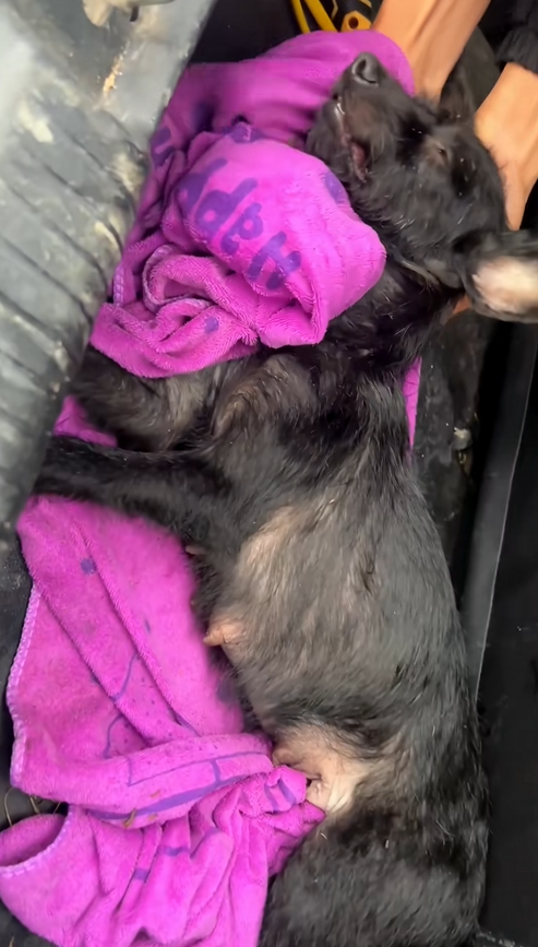 C0110007 Rescue family of dogs #puppy _part2