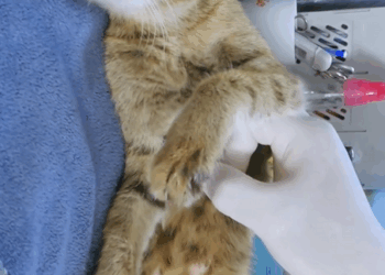 C0710010 Rescue family of cats _part2