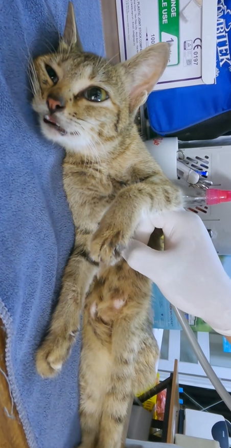 C0710010 Rescue family of cats _part2