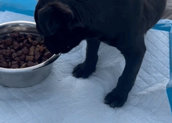 C0710011 Rescue poor puppy then _part2