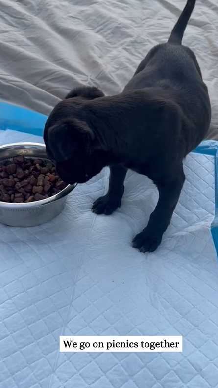 C0710011 Rescue poor puppy then _part2