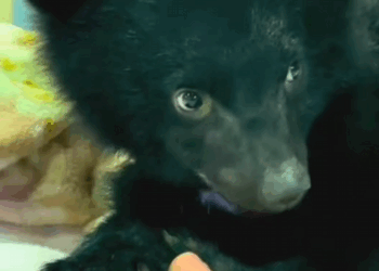 C0710012 Rescuing little bear who lost his mother drowning in river…_part2