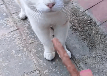 C0710013 Stray cat begging food_part2