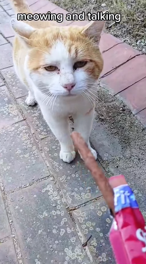 C0710013 Stray cat begging food_part2