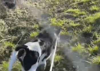 C0710014 You Won’t Believe What This Animal Looked Like Before_part2