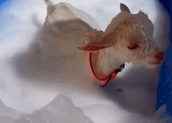 C0710015 We Saved Baby Goat Brink Now He Family! _part2