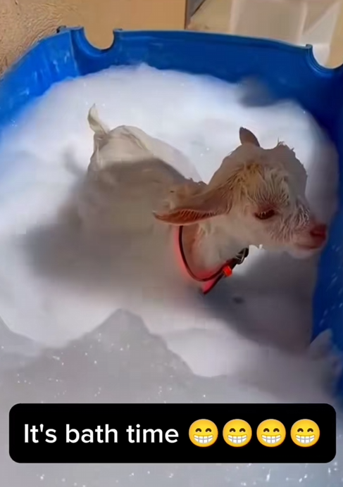 C0710015 We Saved Baby Goat Brink Now He Family! _part2