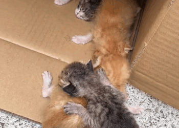 C0810001_helped to meet kittens mama_part2