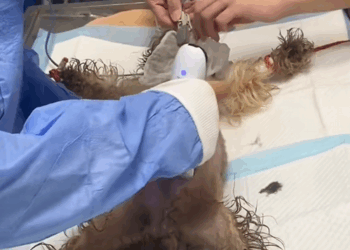 C0810002_Rescue disabled dog then _part2