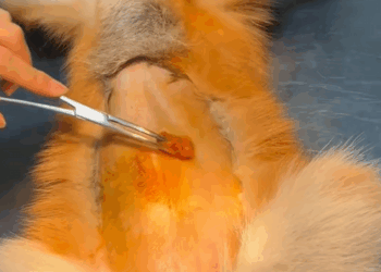 C0810003_Rescue an injured fox then _part2