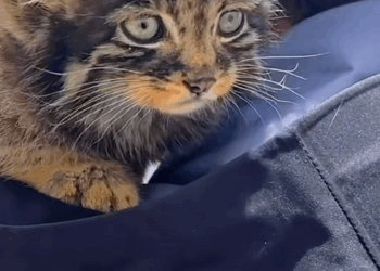 C0810004_Rescue an abandoned cat, but later realized he wasn cat_part2