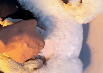 C0110008 Rescue family of dogs _part2