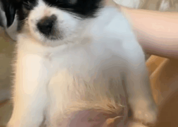 C0810005_Rescue abandoned puppy then_part2