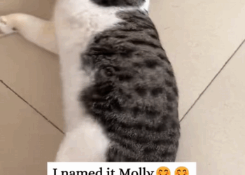 C0810006_Rescue cat has fallen into trap then_part2