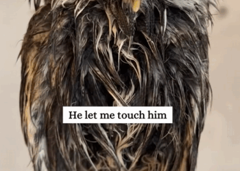 C0810007_Rescue poor owl then_part2