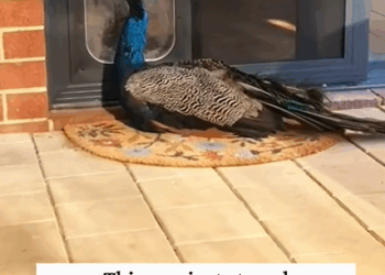 C0810008_Rescue peacock is stuck then_part2