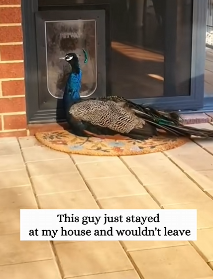 C0810008_Rescue peacock is stuck then_part2