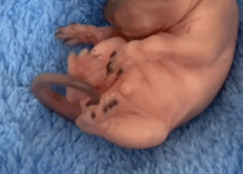 C0810009_rescued newborn squirrel under guidance of its mama then_part2