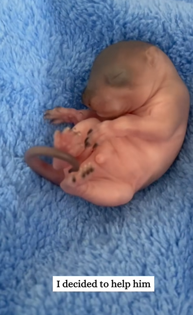 C0810009_rescued newborn squirrel under guidance of its mama then_part2