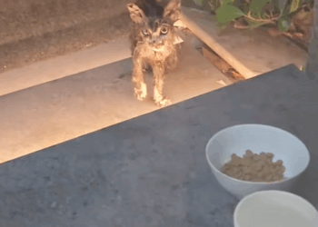 C0810010_Rescue kitten is covered all over oil then #rescue #a…_part2