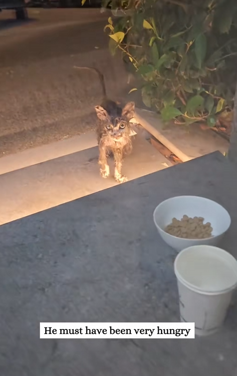 C0810010_Rescue kitten is covered all over oil then #rescue #a…_part2