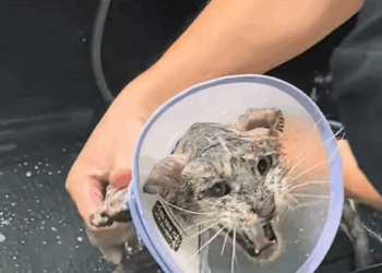 C0810011_Rescue cat severe skin disease thens_part2