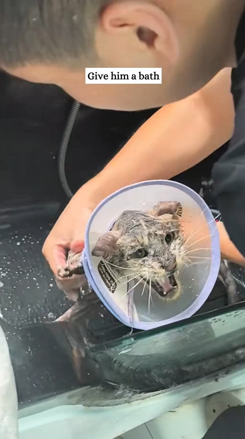 C0810011_Rescue cat severe skin disease thens_part2