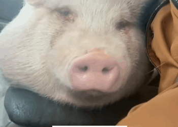 C0810012_Rescue poor pig then…_part2