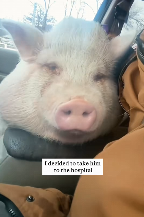 C0810012_Rescue poor pig then…_part2