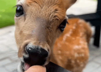 C0810014_Rescue deer was almost torn to pieces then_part2