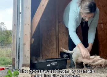 C0110009 Rescue poor goose bitten by snake_part2