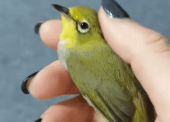 C0810015_Rescue poor bird then_part2