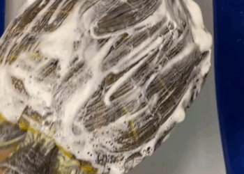 C0810016_Rescue poor turtle then_part2