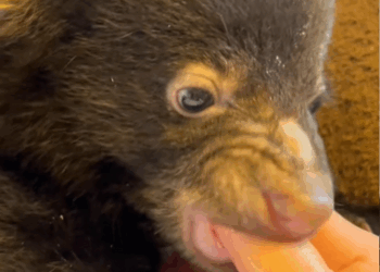 C0810017_Rescue poor puppy, but later realized wrong then_part2