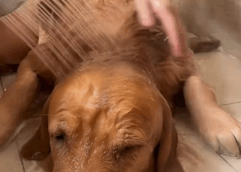 C0810018_Rescue dog has been abused then_part2