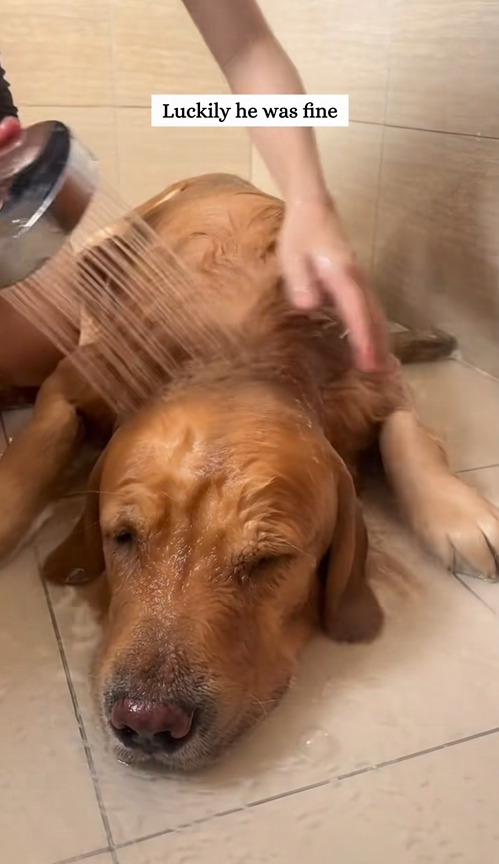 C0810018_Rescue dog has been abused then_part2