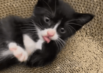 C0810019_Rescue kitty was abandoned by its mom then_part2