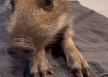 C0810020_Rescue wild boar then_part2