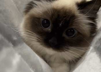 C0810021_Rescue cat on rainy day then_part2