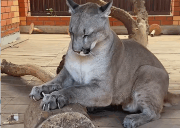 C0810022_Rescue an injured puma then_part2