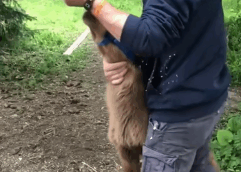 C0810023_Rescue baby moose was attacked by bear _part2