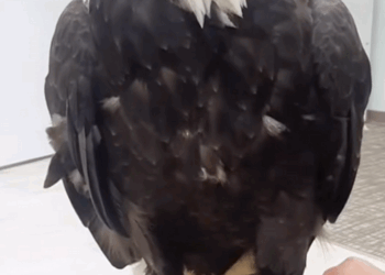 C0810024_Rescue poor bald eagle then_part2